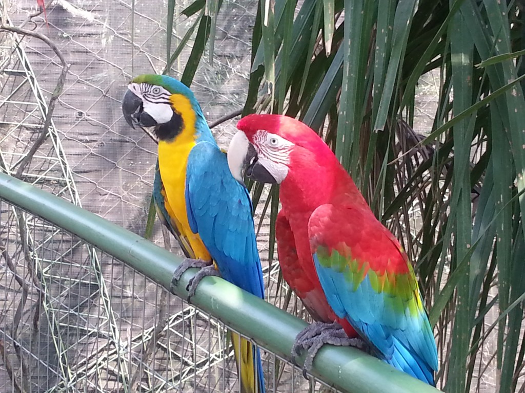 Parrots at the BioCentro Guembe