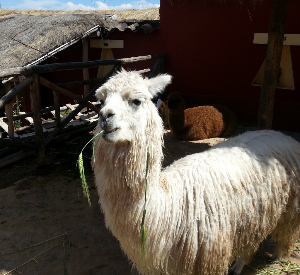 Hello Mr Alpaca