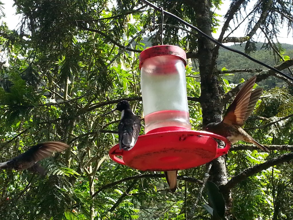 Hummingbirds at the Acaima Sanctuary in Cocora Valley Colombia