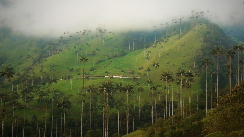 Wax Palm Trees in Cocora Valley Colombia