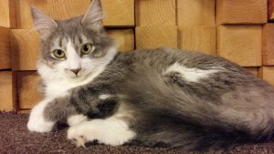 Cats in La Gateria Cat Cafe Mexico City