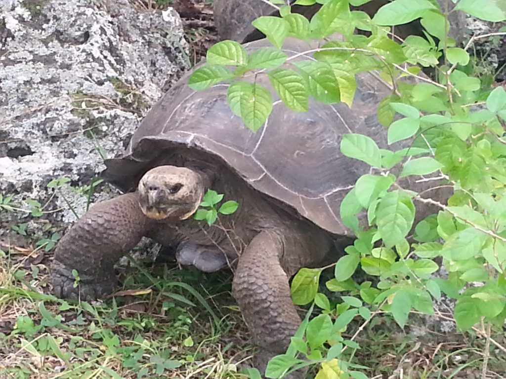 Seeing giant tortoises in the wild was one of my Galapagos Highlights Galapagos cruise or island hopping