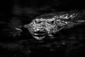 Night Diving with Crocodiles in Tulum Mexico