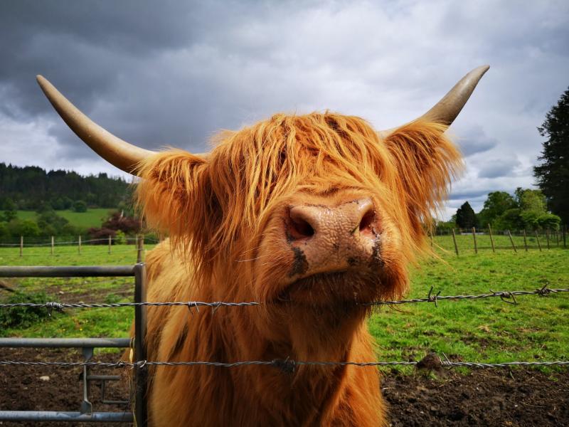 Hazel the Hairy Coo - Big Orange Highland Cow peering over the fence
