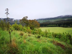 Green Countryside in Scotland with new trees - PLanting trees to offset your carbon footprint