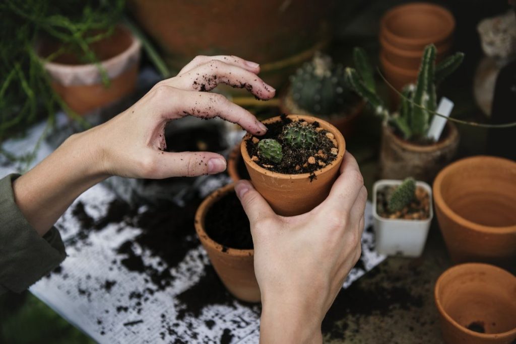 Some work exchange programs involve manual work like gardening - hands filling in a plant pot with soil