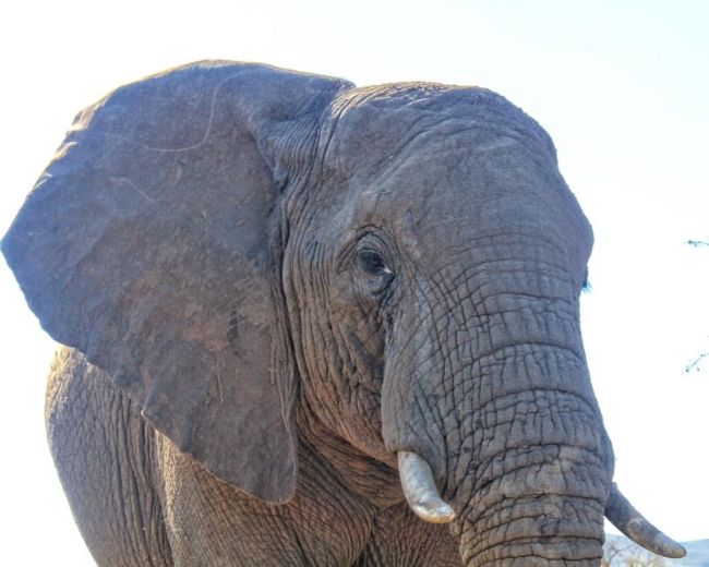 Elephant in South Africa - Best Budget Destinations for your Bucket List