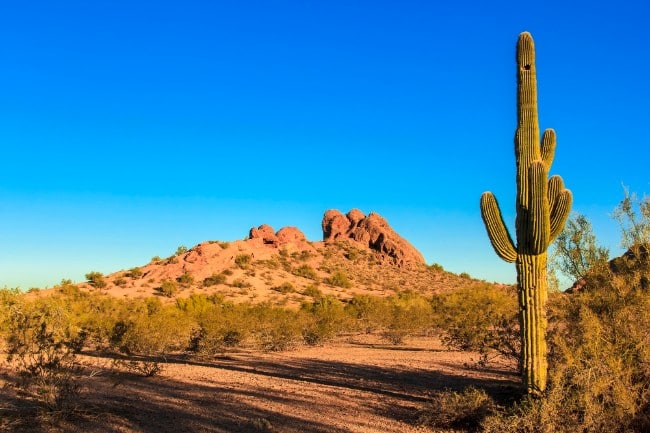 Cactus and mountain - Hiking in the Parks Around Phoenix - Free Things to do in Phoenix Arizona