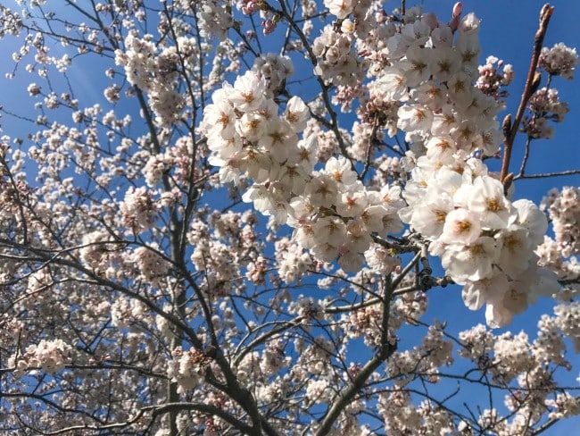 Cherry Blossom in High Park Toronto