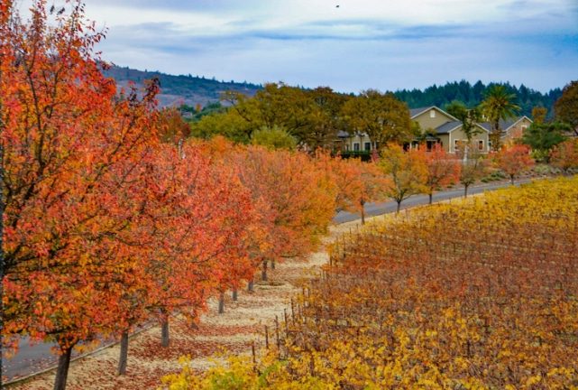 Fall in the Napa Valley - The Best Places for Fall Foliage in the USA