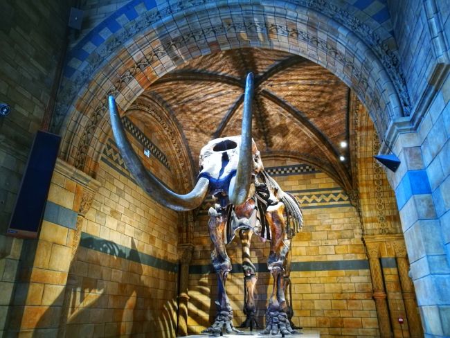 The Natural History Museum in London
