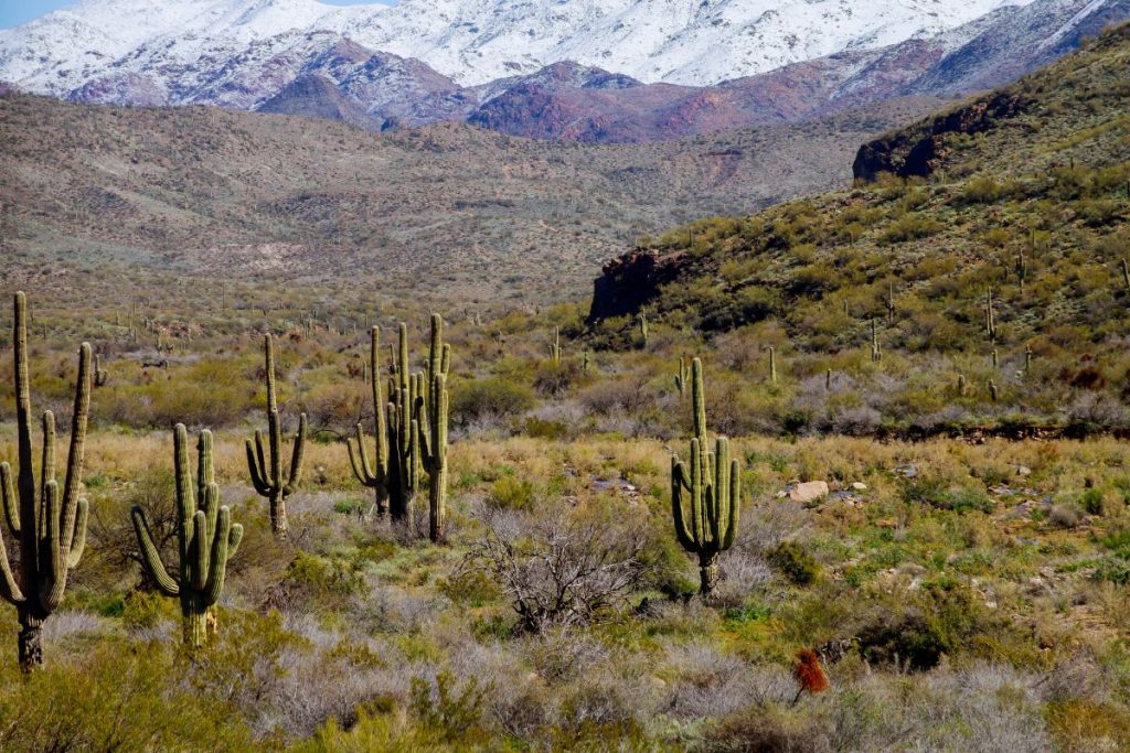Phoenix in Winter - Desert landscape with cacti and mountains with snow in the background