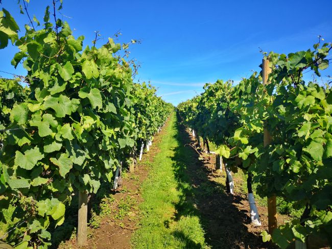 A Vineyard in Yorkshire I visited in the Summer