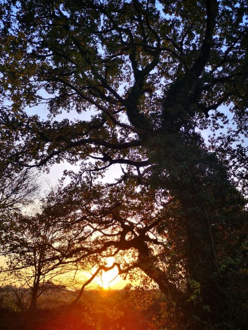 A Walk 15 Minutes from My House - A Beautiful Oak Tree with the Sun Setting behind