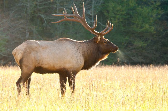 Bull Elk in Great Smoky Mountains National Park