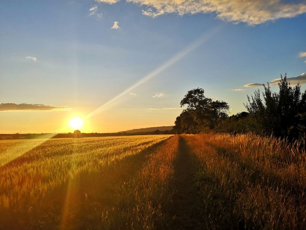 Local Travel Experiences in England - How to Travel Locally - Sunset over a corn field with a tree in the distance