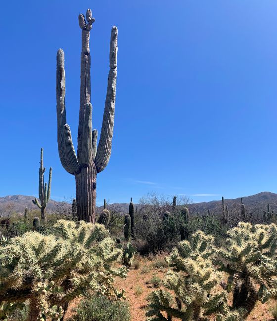 Saguaro National Park