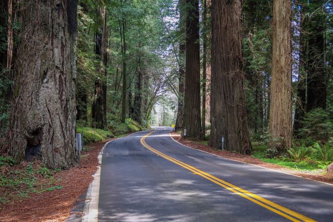 Avenue of the Giants Road Trip - Road passing through huge conifer trees