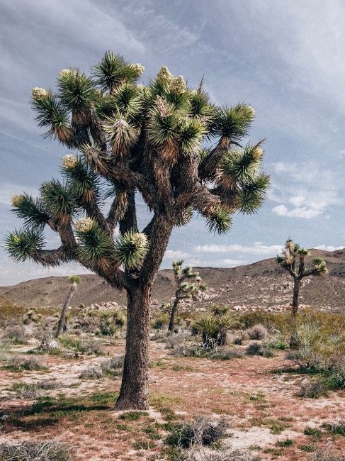 A Joshua Tree in Joshua Tree National Park - West Coast Road Trips in the USA 