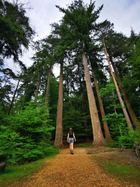 Me walking into a forest of tall pine trees - Exploring the New Forest on Foot