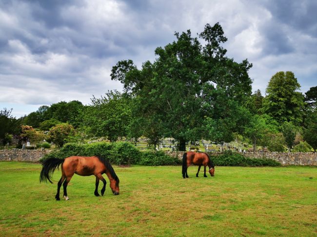 New Forest Ponies Roam Freely around the National Park