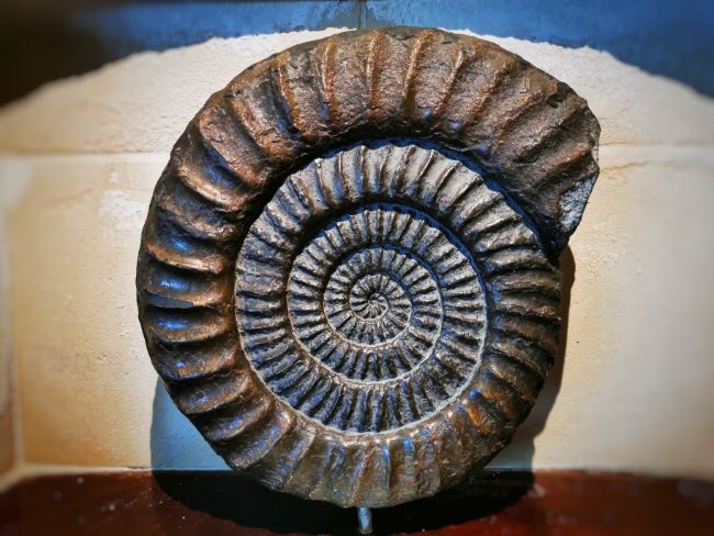 Ammonite in the Lyme Regis Museum