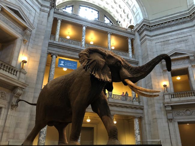 Model of a Huge Elephant at the The Natural History Museum - One of the Free Museums in Washington DC