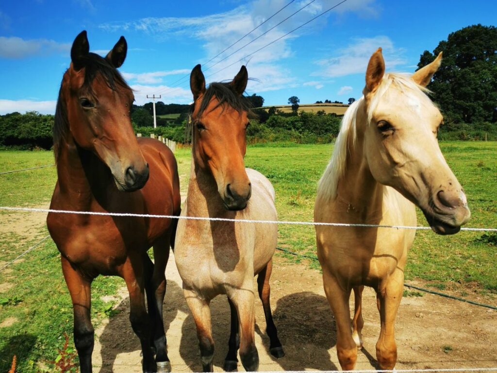 Ponies at my Worldpackers volunteering experience - Worldpackers Discount Code