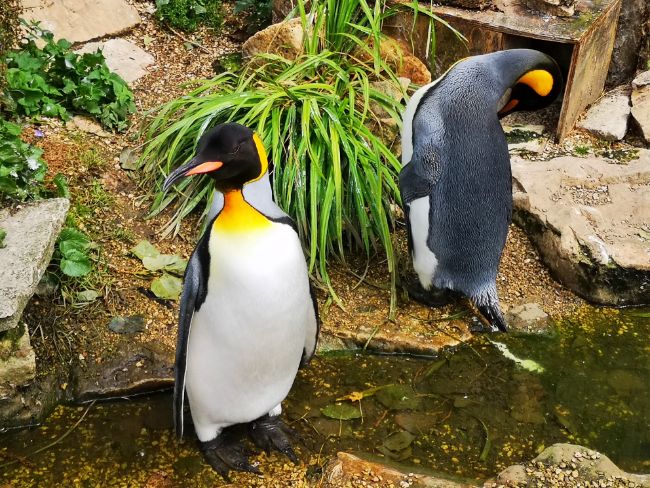 King Penguins at Birdland - Things to do in Bourton on the Water
