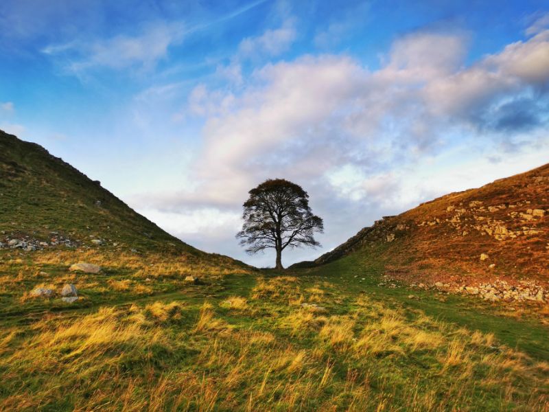 Sycamore Gap - The Most Famous Part of Hadrians Wall, a single tree in the middle of a dip