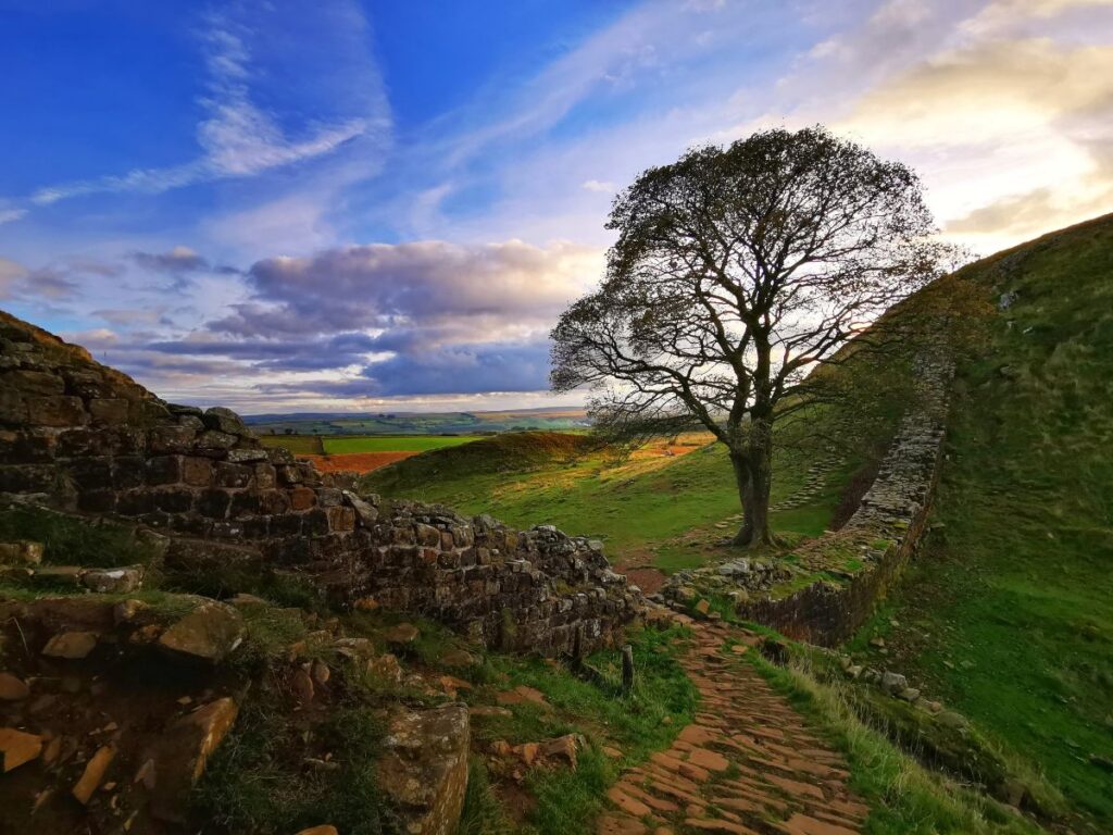 Hadrian's Wall leading down to a single tree at Sycamore Gap in the evening light