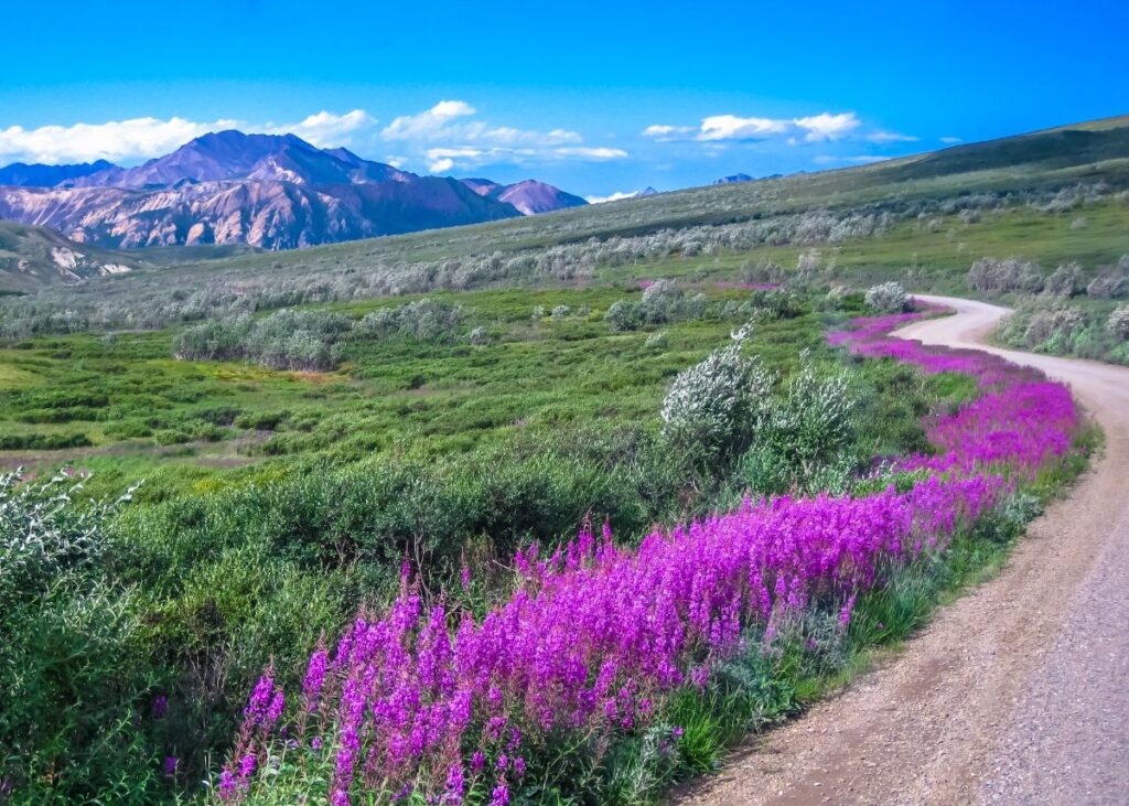 Denali National Park with a mountain in the background and a trail with bright pink wildflowers along the path - The Best West Coast National Parks