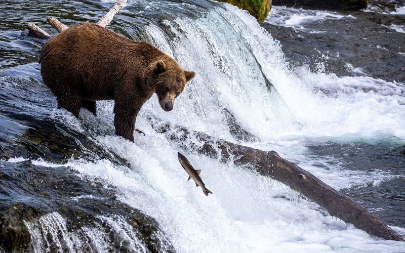 katmai national park