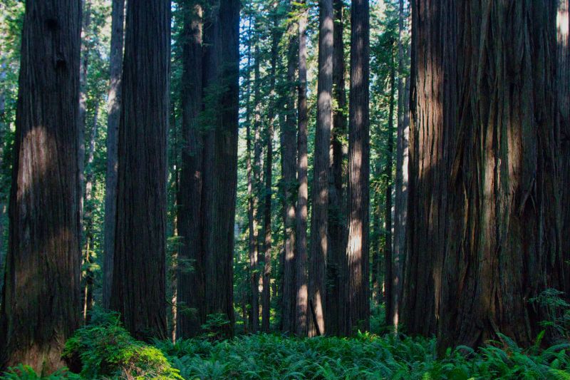 redwood national park