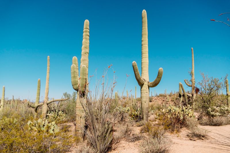saguaro national park
