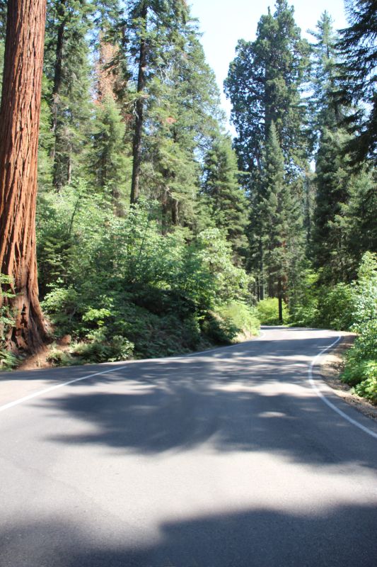 sequoia national park