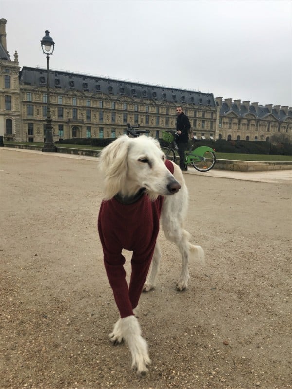 Cute white dog wearing a red sweater - Even the dogs wear sweaters in Paris in December