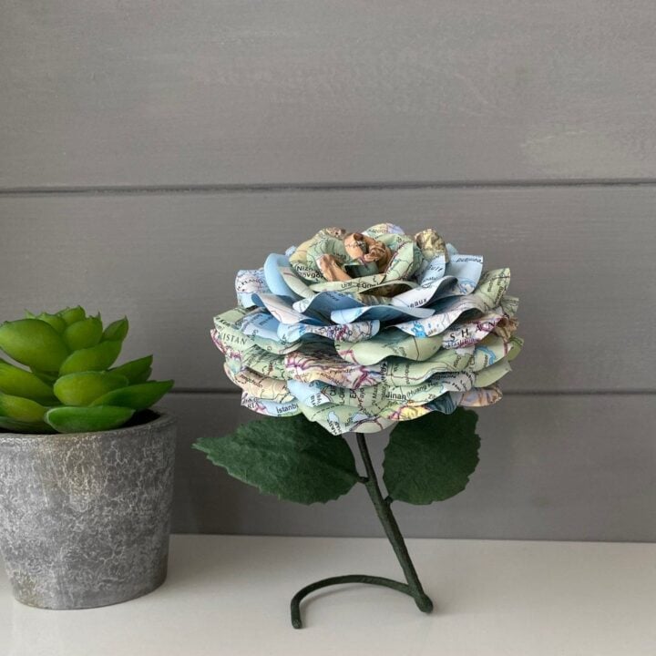 Image for World Map Rose