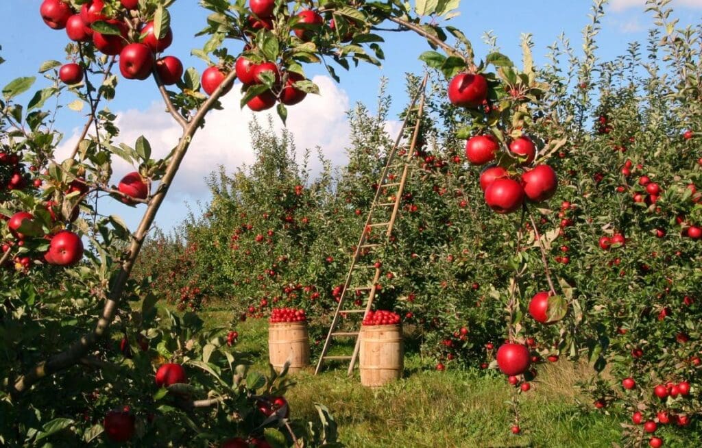 Fruit picking in an Orchard - Fruit Picking and Farm Work are Popular Backpacking Jobs