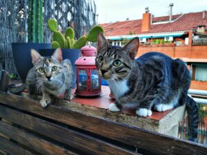 Blonda and Charlie - two cats I was petsitting for in Barcelona - how to be a housesitter