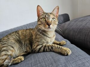 Cat-Sitting for cute Cats in Barcelona - TrustedHouseSitters Review