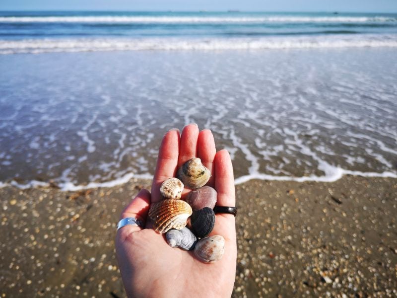 Get Some Beach Time on Lido - Hand holding shells on Lido Beach in Venice